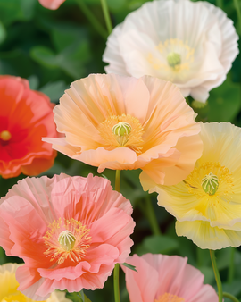 Sementes de papoila-da-islândia Papaver nudicaule bienal cores mistas