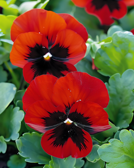 Semillas de pensamiento Alpenglow Viola Wittrockiana flor bienal