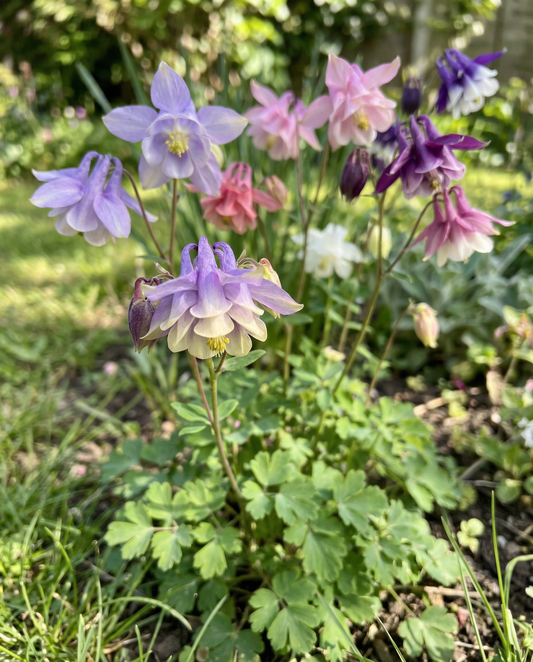 Aguileña Mrs Scott Elliott (Aquilegia vulgaris) – semillas de perenne de SeedsChoice