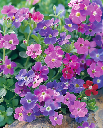 Semillas de Mezcla Aubrieta (Aubrieta hybrida) – planta perenne