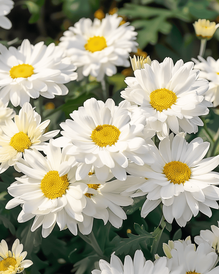 Sementes de Margarida Shasta Silver Princess (Chrysanthemum maximum) – perene