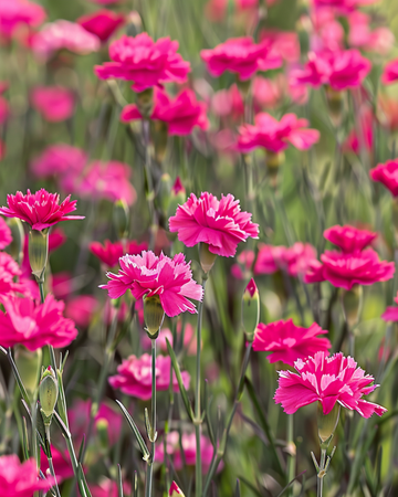 Maiden Pink seeds (Dianthus deltoides) – perennial flower