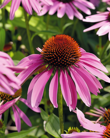 Sementes de Equinácea (Echinacea purpurea) – flor perene
