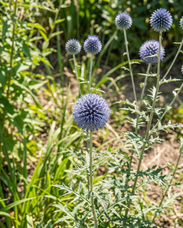 Globe Thistle Blue (Echinops ritro) – perennial seeds from SeedsChoice