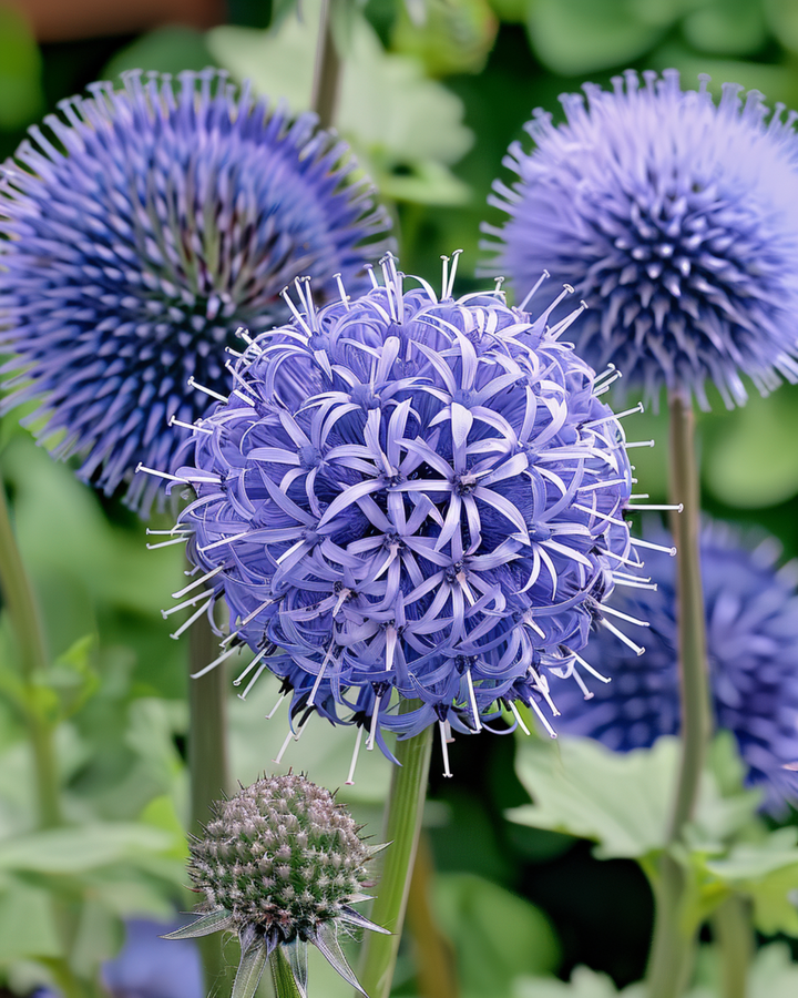 Semillas de cardo estrella azul (Echinops ritro) – perenne