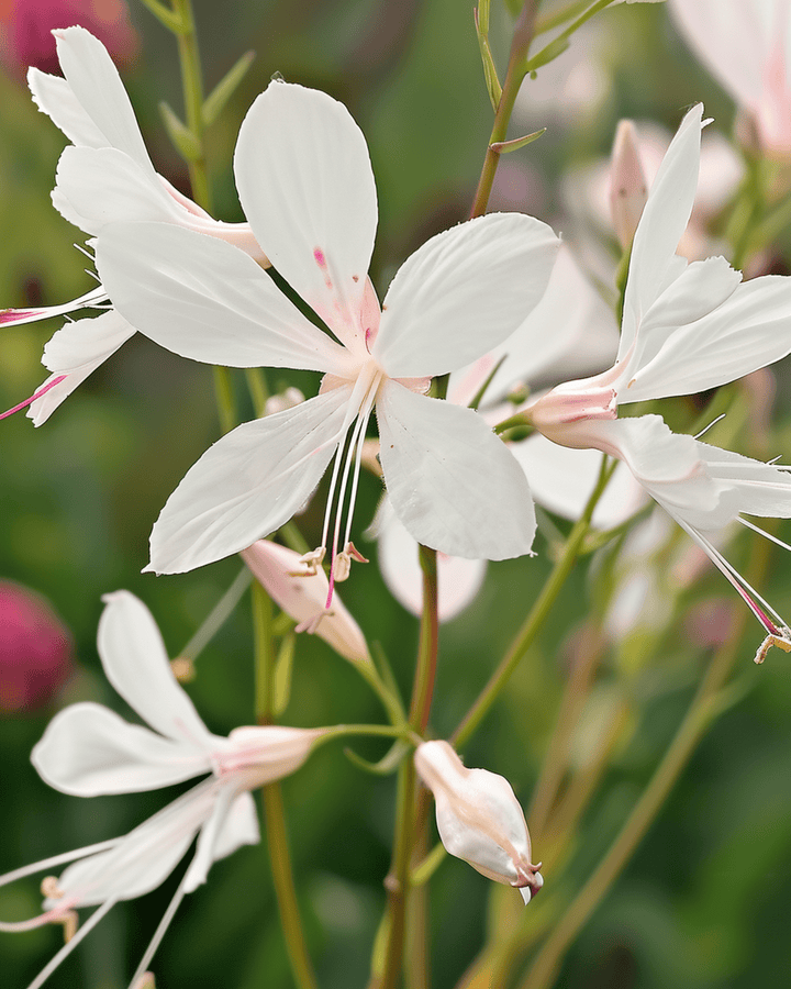 Semillas Sparkle White (Gaura lindheimeri) – flor perenne