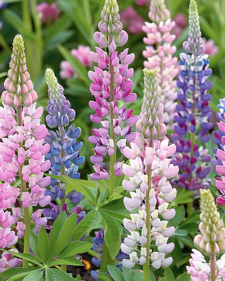 Sementes de tremoço Russell's Hybrids (Lupinus polyphyllus) – mistura perene