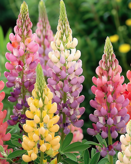 Semillas de lupino Minarette Lupinus Polyphyllus perenne