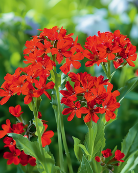 Semillas de Lychnis Lychnis Chalcedonica flor perenne