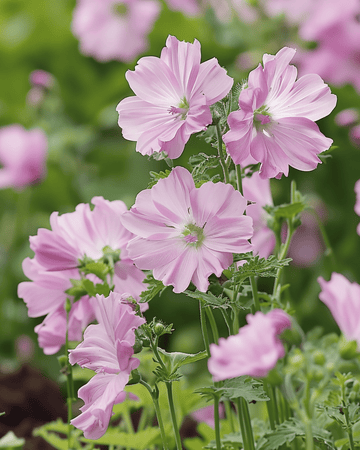 Semillas de malva almizcleña (Malva moschata) – flor perenne