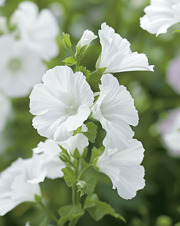 Sementes de malva-almiscarada Alba White (Malva moschata) – flor perene