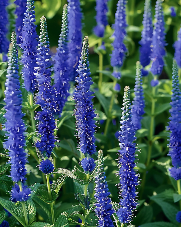 Semillas de Speedwell Blue Bouquet (Veronica spicata) – flor perenne