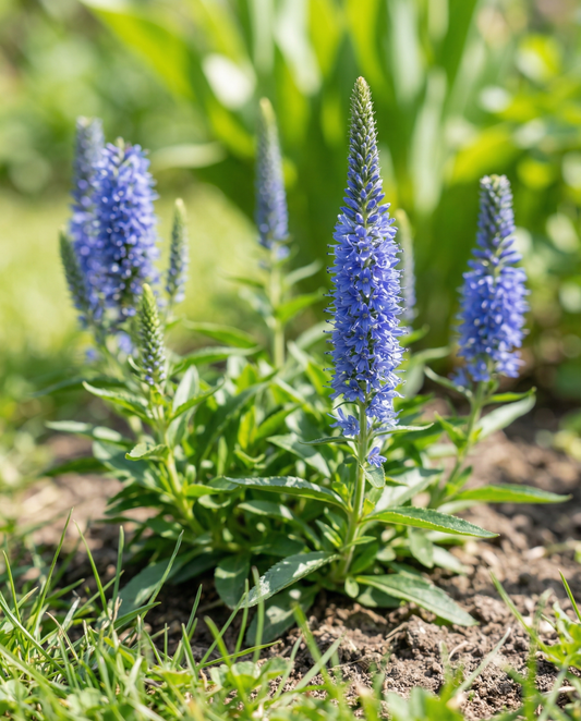 Speedwell Blue Bouquet (Veronica spicata) – semillas de flor perenne de SeedsChoice
