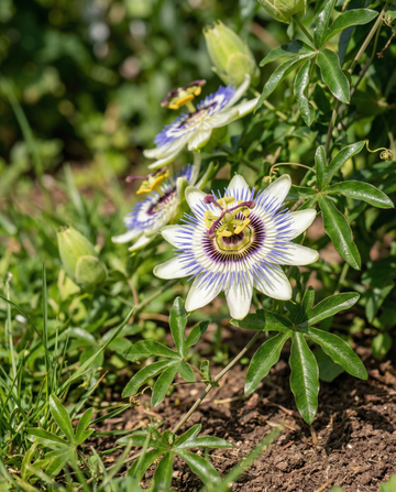 Trepadora pasión (Passiflora caerulea) – semillas de trepadora perenne de SeedsChoice