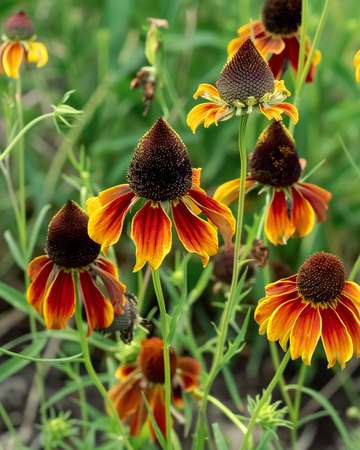 Semillas de sombrero mexicano (Ratibida columnifera) – flor anual
