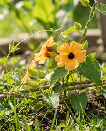 Ojo de poeta trepador (Thunbergia alata) – semillas de trepadora anual de SeedsChoice