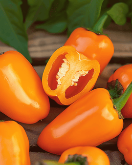 Semillas de pimiento dulce snacking mini naranja anual Capsicum Annuum