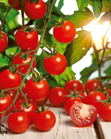 Semillas de tomate cherry Supersweet 100 F1 (Solanum lycopersicum) – hortaliza anual