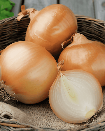 Semillas de cebolla Rijnsburger 5 (Allium cepa) – vegetal anual