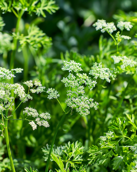 Semillas de anís Pimpinella anisum, hierba anual