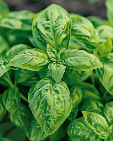 Semillas de albahaca Sweet Basil Large Leaved (Ocimum basilicum) – anual