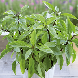 Sementes de manjericão Siam Queen Ocimum basilicum erva anual
