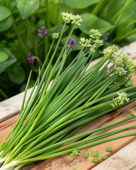 Sementes de Cebolinho-alho Allium tuberosum Erva Aromática Perene