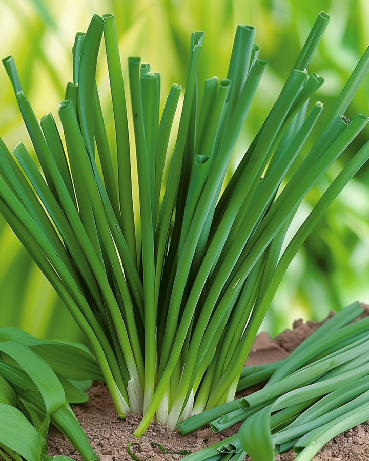 Semillas de cebolleta galesa (Allium fistulosum) – hierba perenne