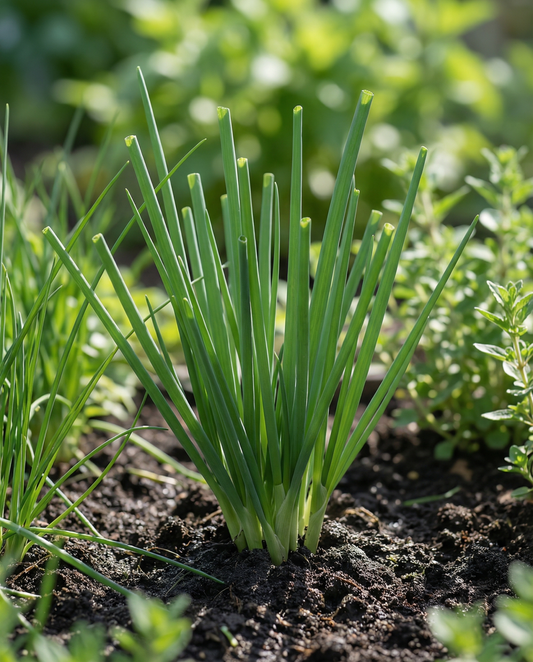Cebolleta galesa (Allium fistulosum) – semillas de hierba aromática perenne de SeedsChoice