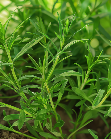 Sementes de segurelha-das-hortas (Satureja hortensis) – erva aromática anual