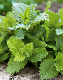 Semillas de melisa Melissa officinalis hierba perenne