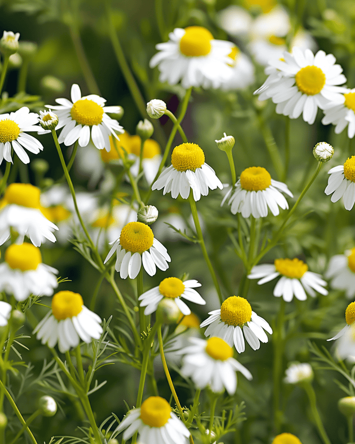 Sementes de camomila (Matricaria chamomilla) – erva anual