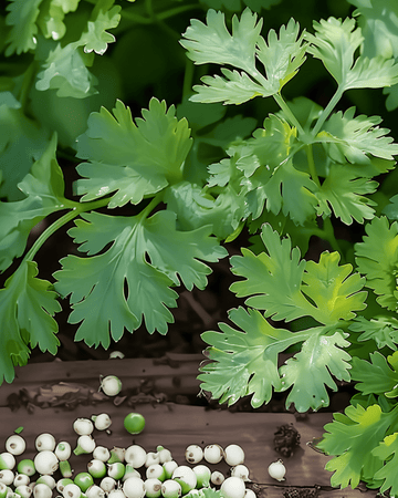 Semillas de cilantro de limón (Coriandrum sativum) – hierba anual