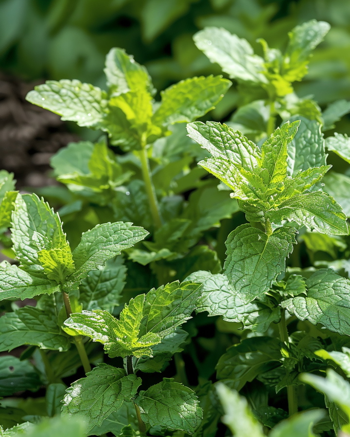 Semillas de hierbabuena (Mentha spicata) – hierba perenne