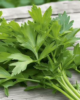 Sementes de Aipo-dos-jardins Levisticum Officinale Erva Perene