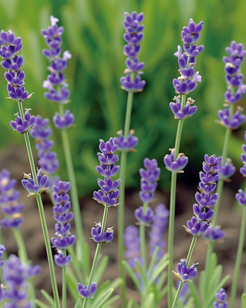 Semillas de lavanda común (Lavandula angustifolia) – hierba perenne
