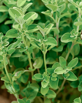 Semillas de mejorana Origanum majorana hierba anual Marjolein