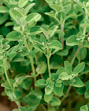 Sementes de manjerona (Origanum majorana) – erva anual