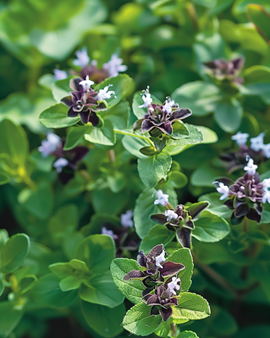 Oregano Seeds Origanum Vulgare Perennial Herb