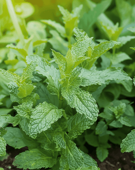 Semillas de menta piperita Mentha piperita hierba perenne