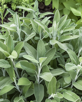 Semillas de salvia Salvia officinalis hierba perenne