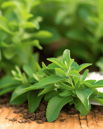 Semillas de estevia (Stevia rebaudiana) – hierba perenne