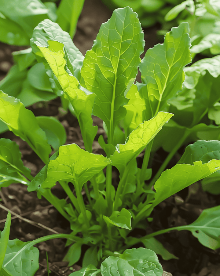 Sorrel Broad Leaved seeds (Rumex acetosa) – perennial herb