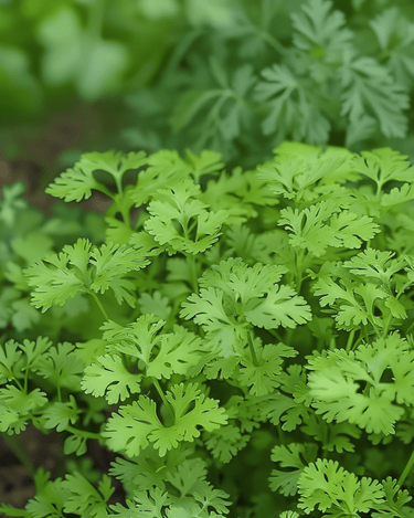 Chervil Fine Curled seeds (Anthriscus cerefolium) – annual herb