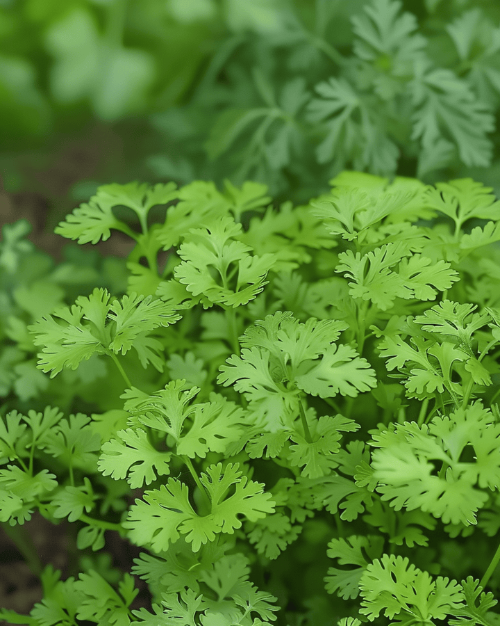 Sementes de cerefólio Fine Curled (Anthriscus cerefolium) – erva aromática anual