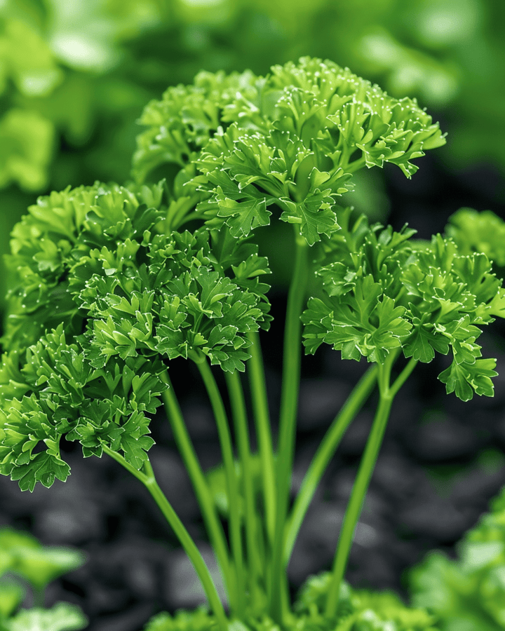 Semillas de perejil Thujade (Petroselinum crispum) – hierba bienal
