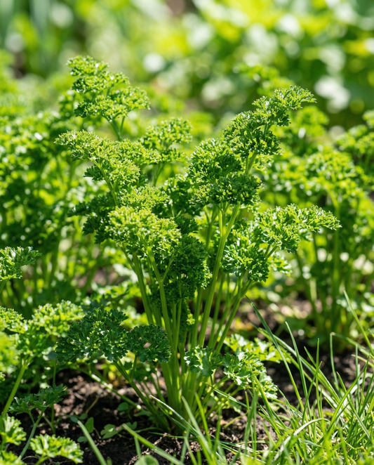 Perejil Bravour (Petroselinum crispum) – semillas de hierba bienal de SeedsChoice