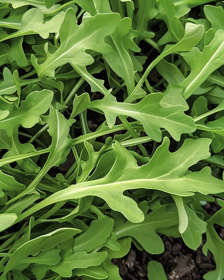 Semillas de rúcula silvestre (Diplotaxis tenuifolia) – vegetal anual