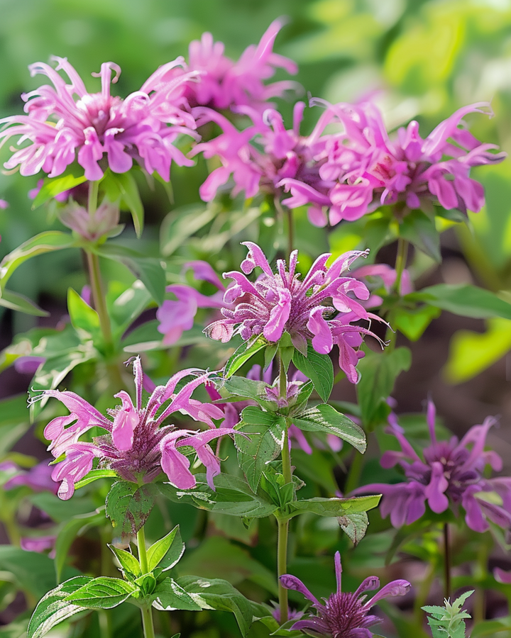 Lemon Mint seeds (Monarda citriodora) – annual flower