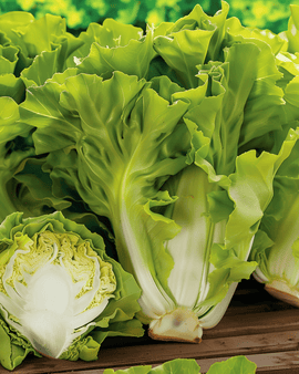 Sementes de endívia Batavian Green – Cichorium endivia anual